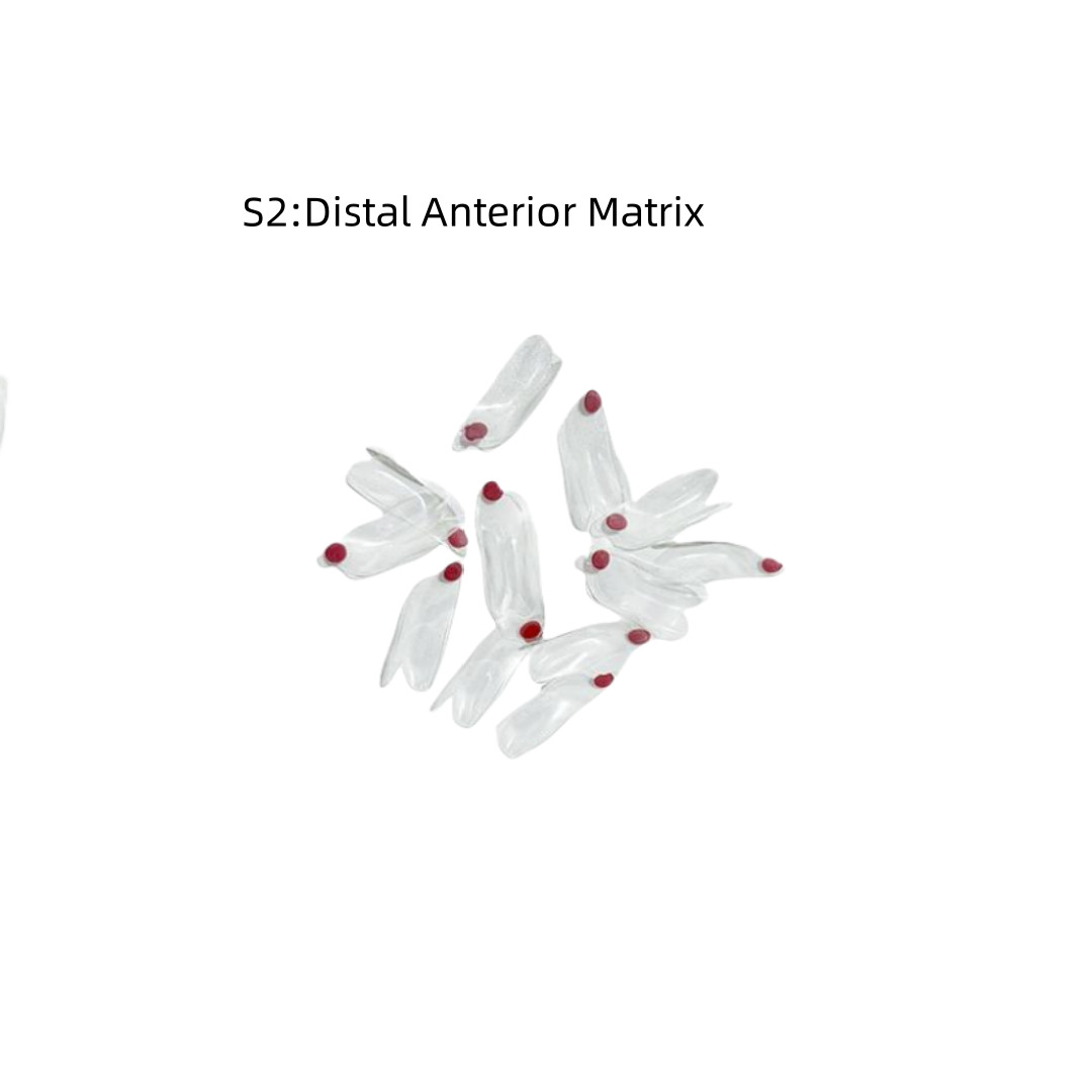 Clear Matrix Dental Anterior Posterior Transparent BT Matrices Fit BioClear USA