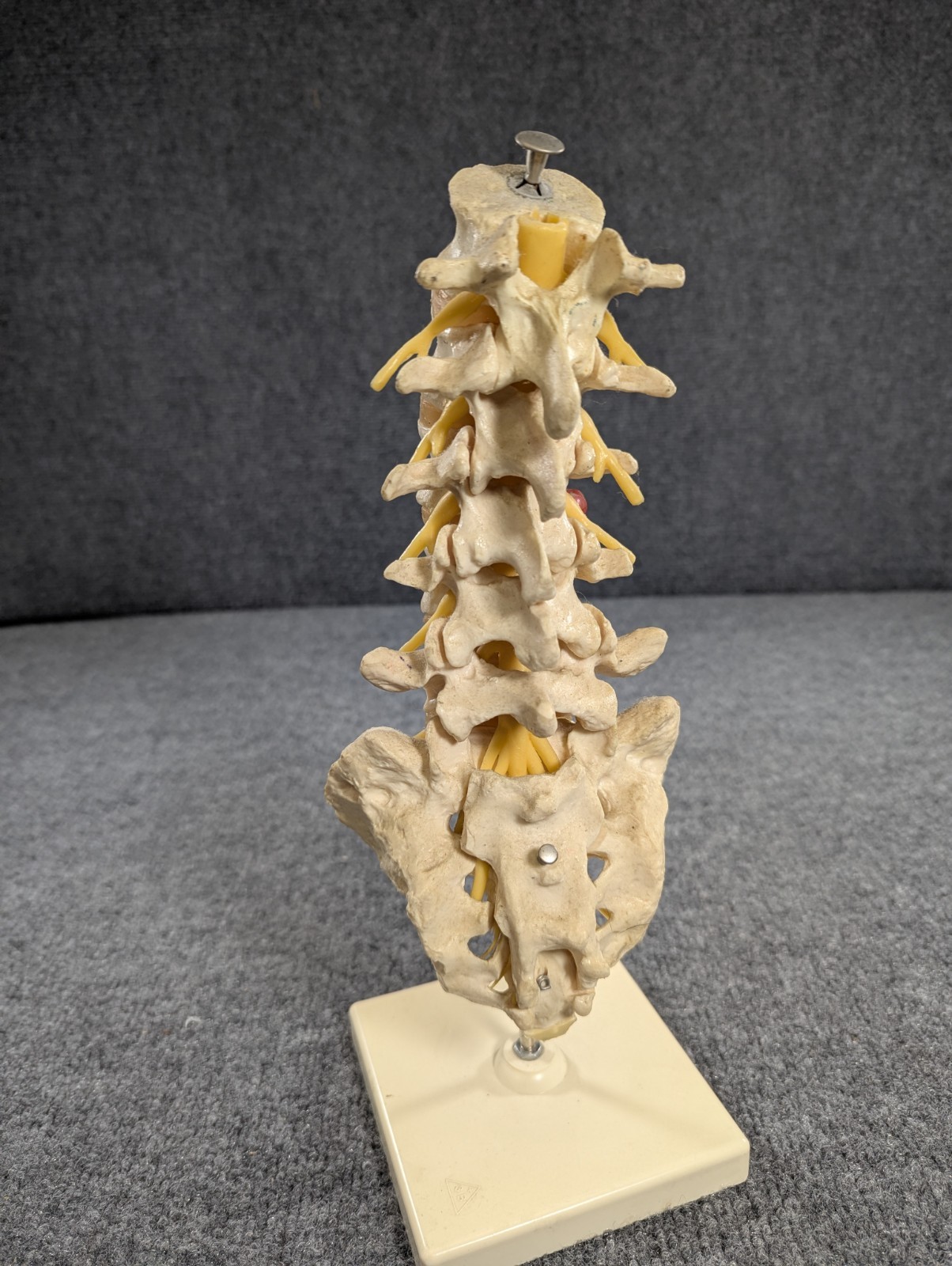 Human Lumbar Spinal Column 3B Scientific Anatomical Model Anatomy West Germany