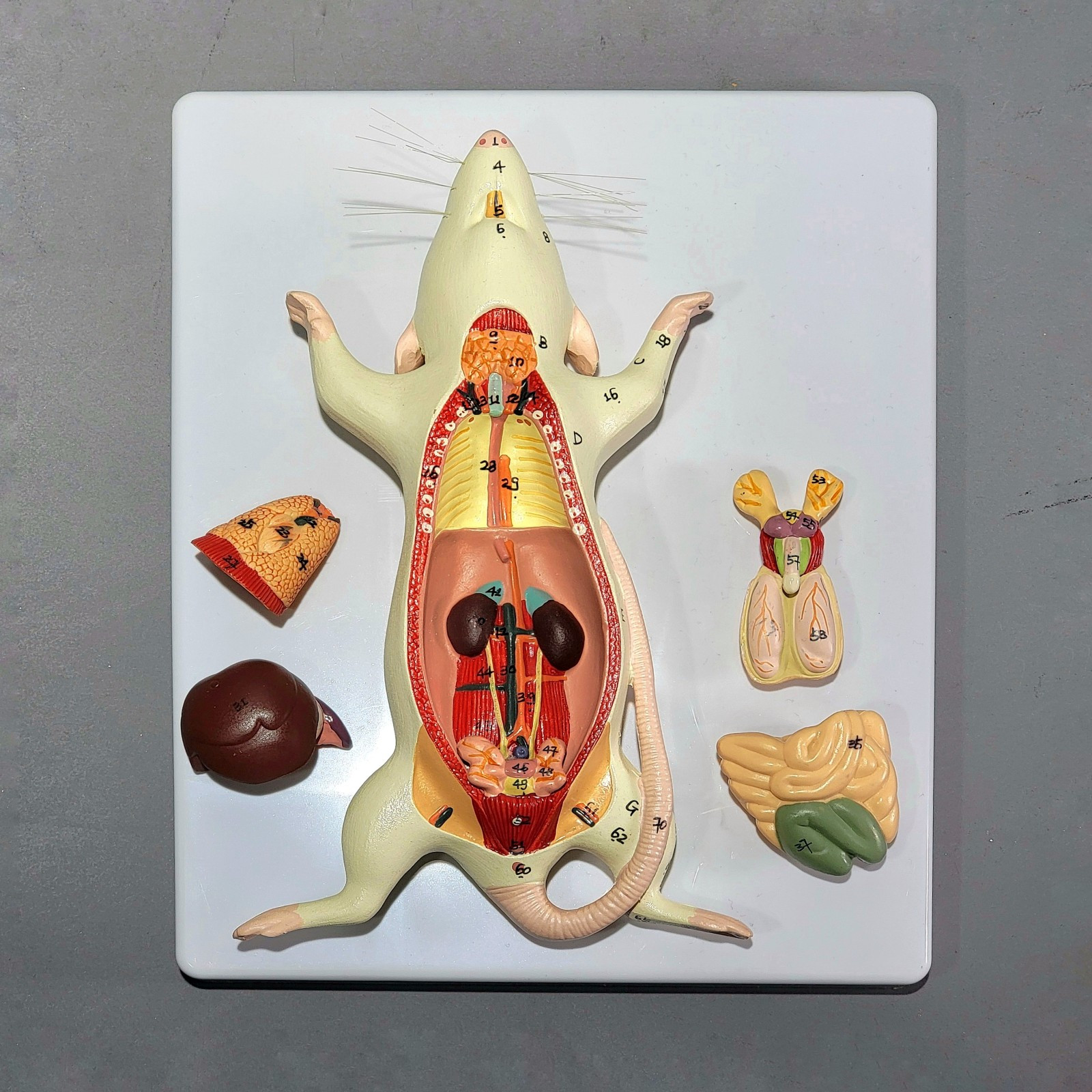 Dissected Rat Anatomical Model, Rat Autopsy Medical Display