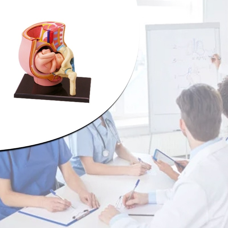 Human Pregnant Pelvis Section Model with Pregnancy 9 Months Baby Fetus Model