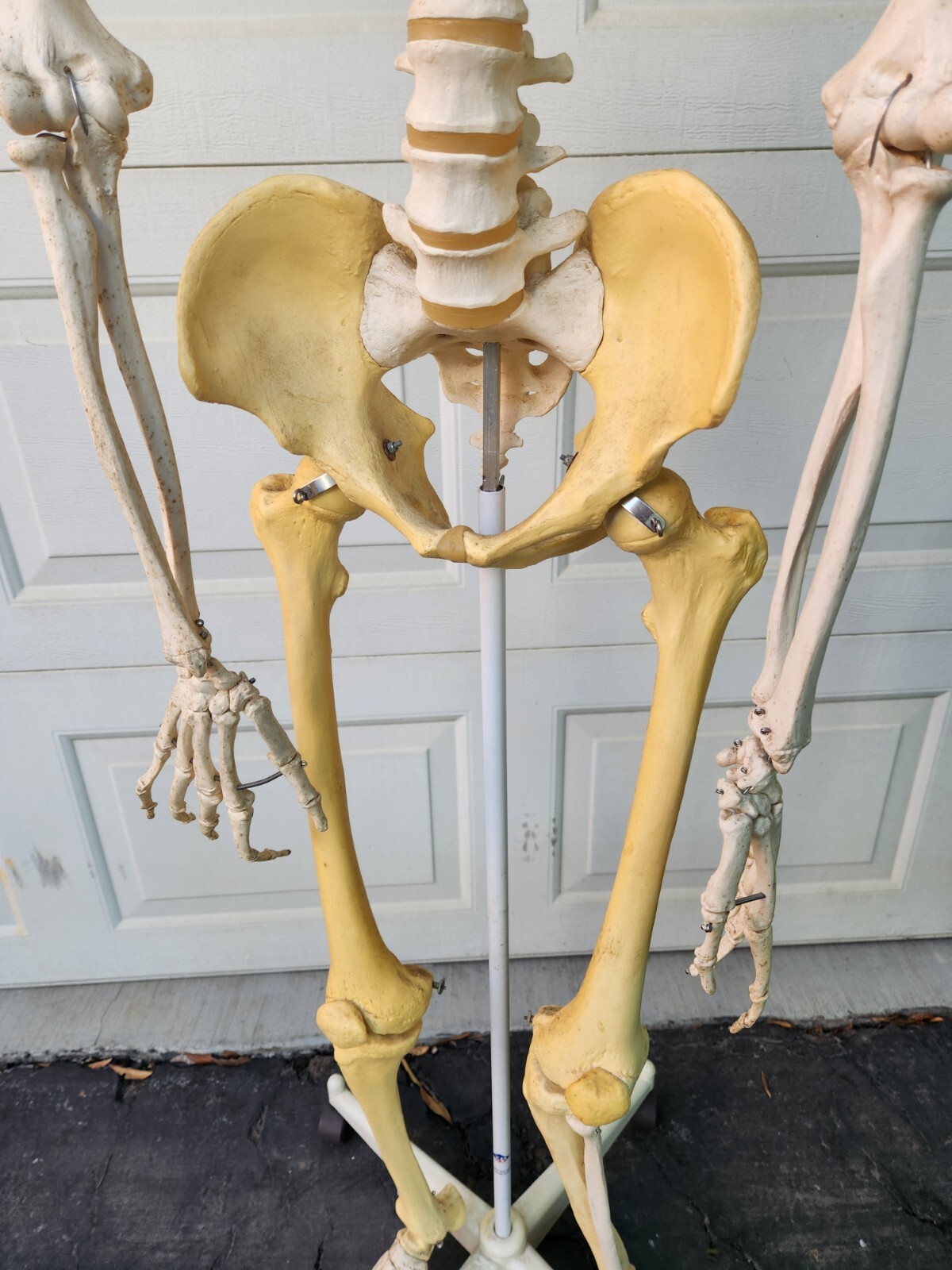 3B Scientific Standard 5′ 6″ Human Skeleton w/Pelvic Rolling Stand Halloween