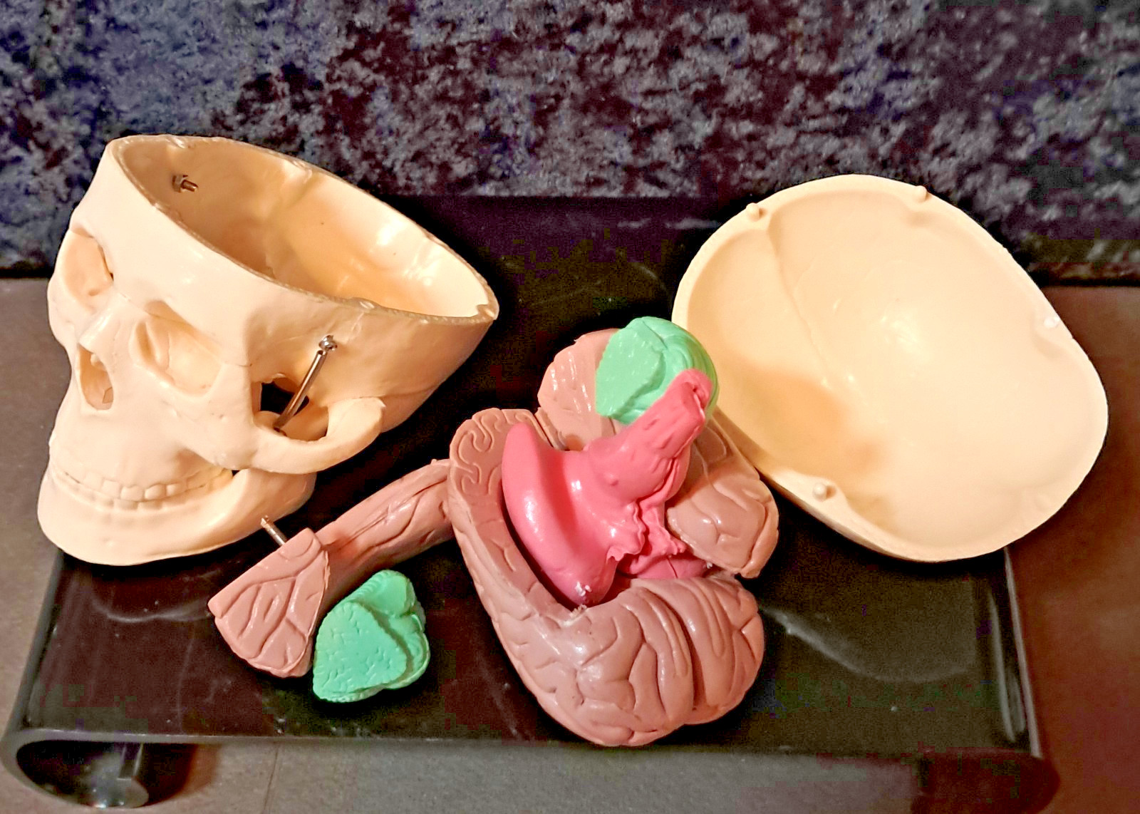 Vintage 4″x4″x4″ Heavy Plastic Human Skull & Brain Anatomical Teaching Model