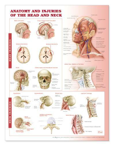 HEAD NECK Laminated Wall Chart 20″ x 26″ Classroom/Professional LFA #96706