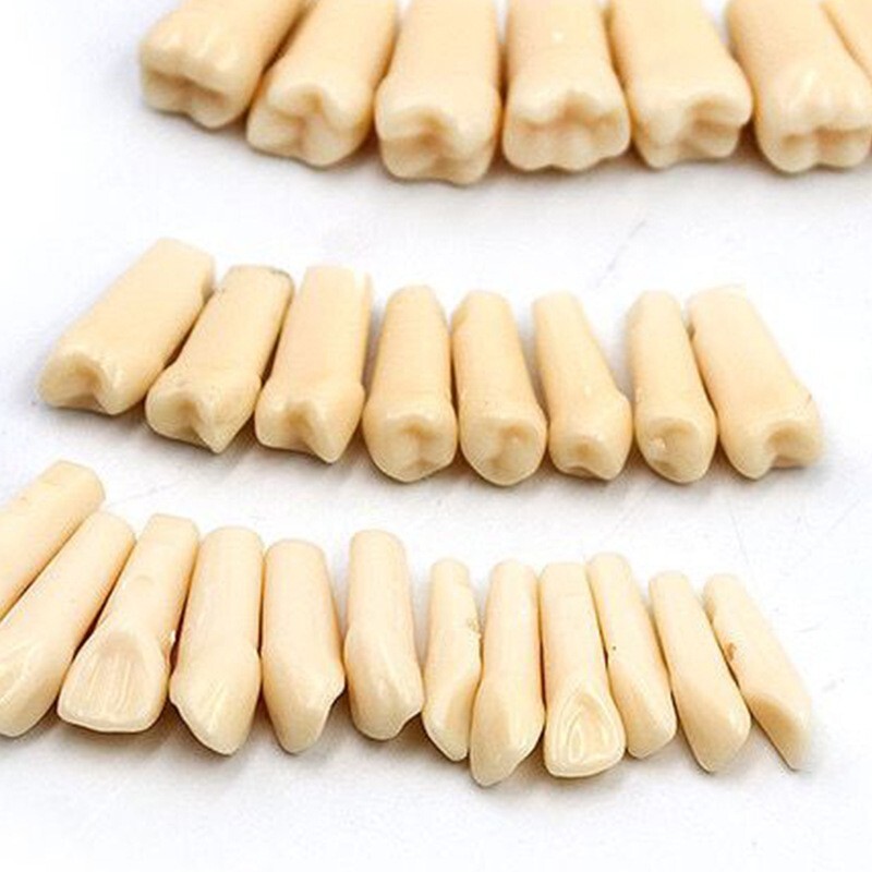 28 Pcs Dental Typodont Teeth Model Kilgore NISSIN 200 Type Removeable Teeth
