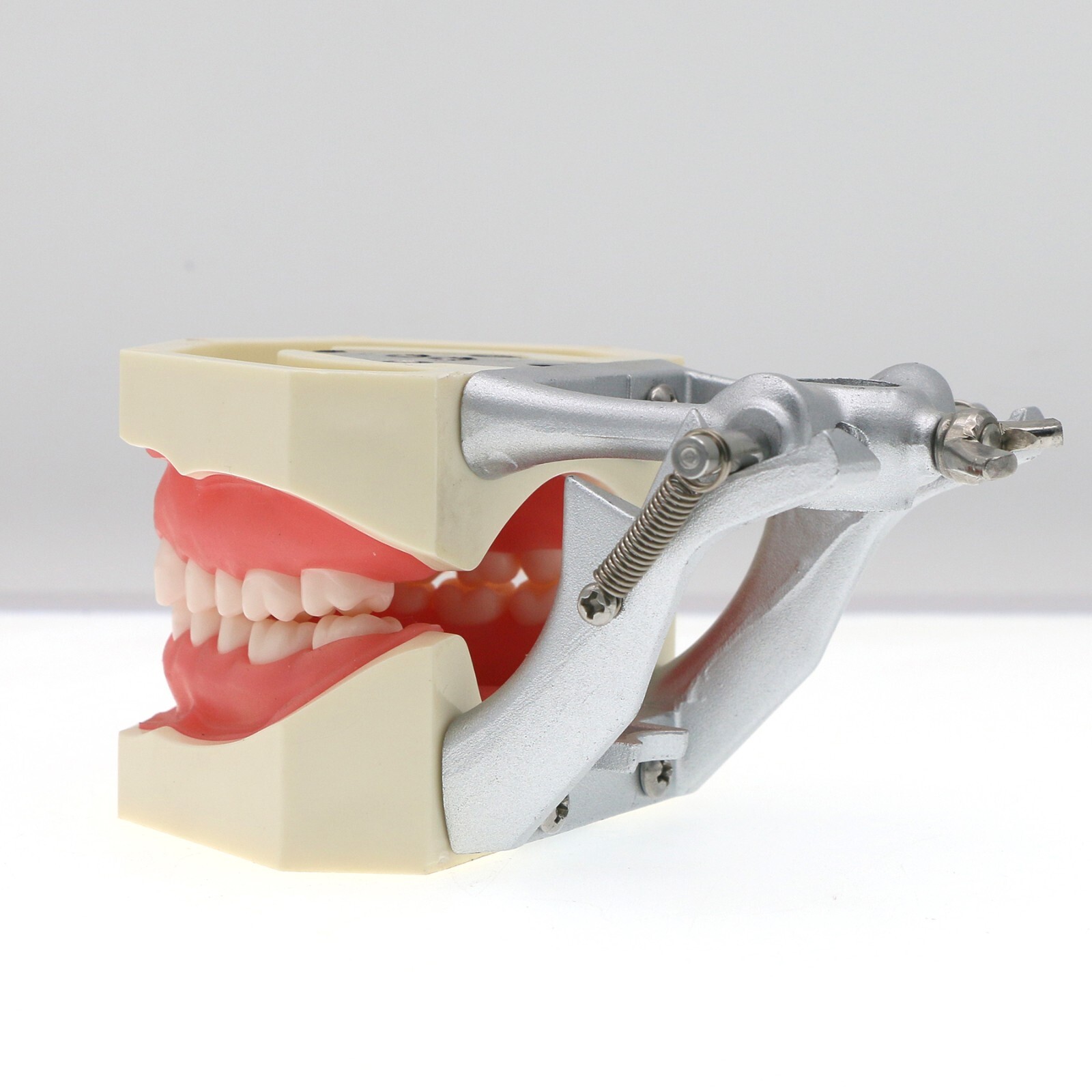 Fits for Kilgore NISSIN 200/500 Type Dental Typodont Model With Removable Teeth