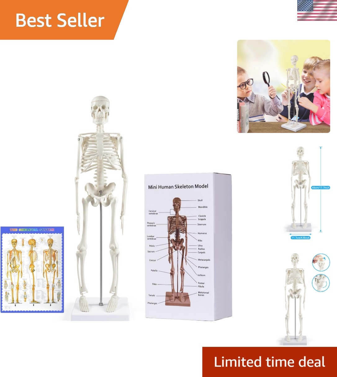 17.7” Realistic Human Skeleton Model with Movable Limbs for Anatomical Study