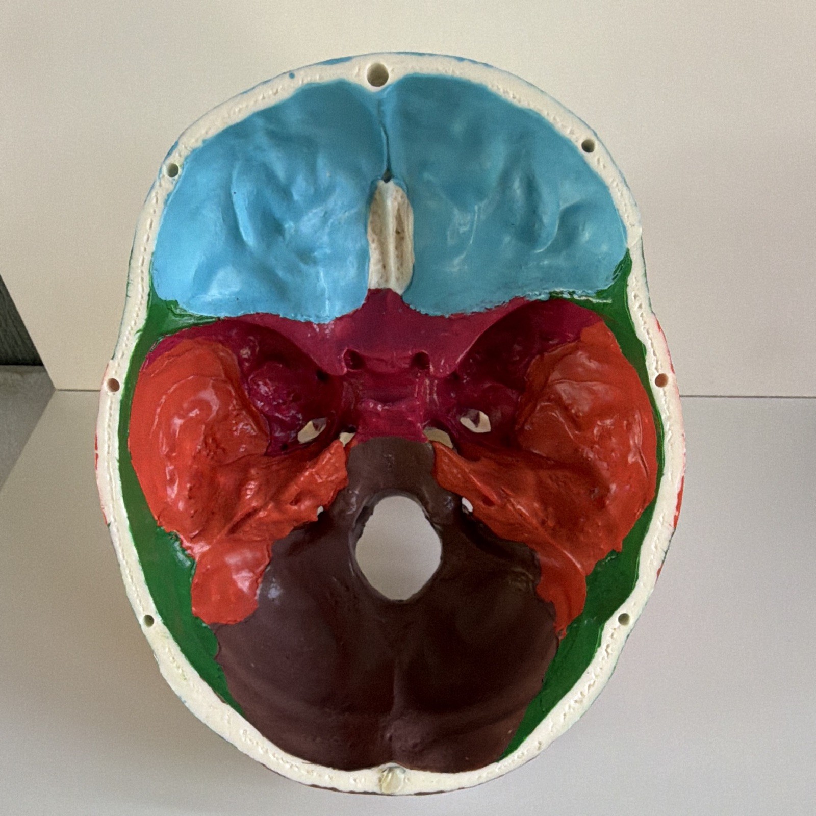 Life Size Colorful Human Skull Model Anatomical Anatomy Medical Teach Skeleton