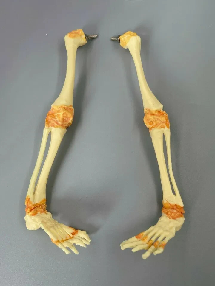 13.7″ Baby Skeleton Model Fetal Model Human Body Teaching Newborn Baby Skull