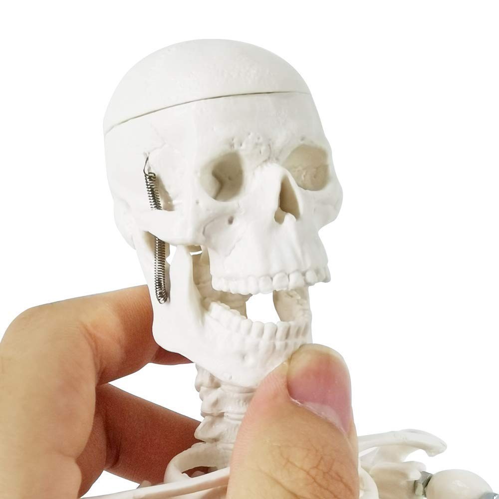 Full Body Human Skeleton Model for Medical Learning