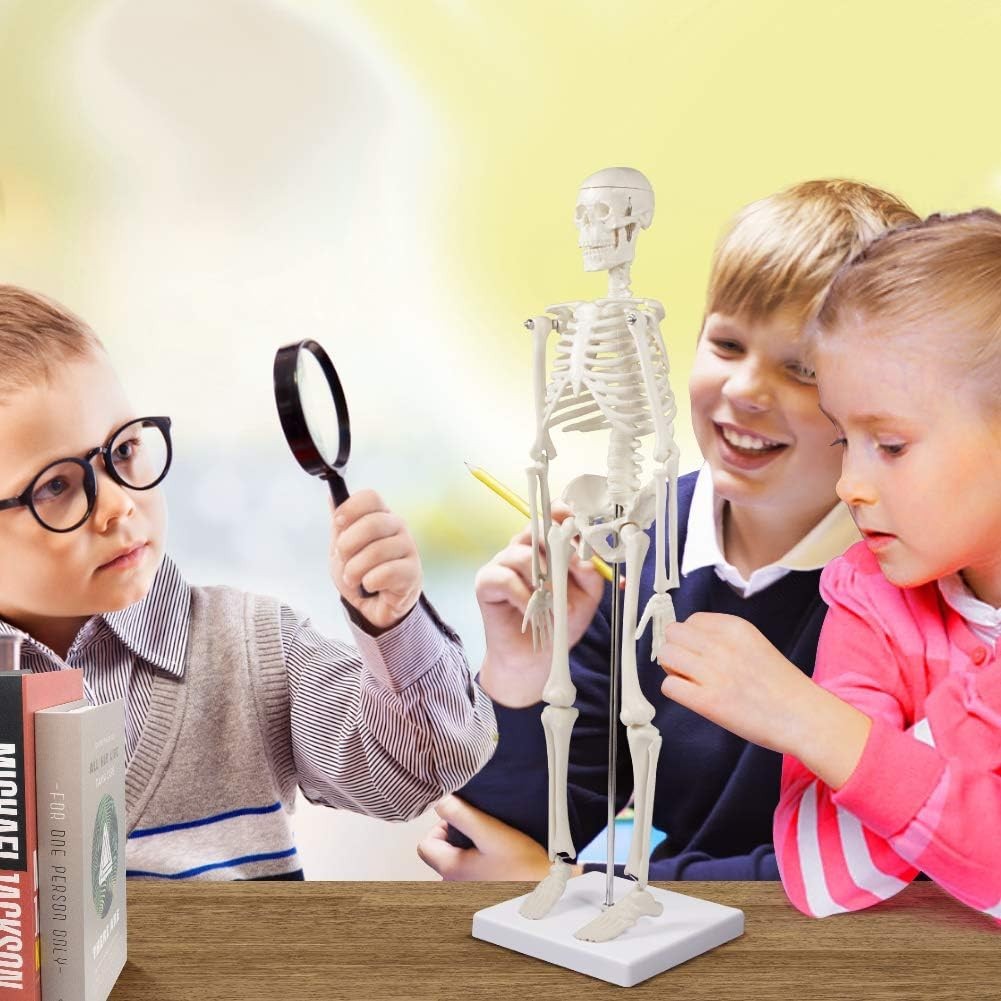 Compact 17.7” Mini Human Skeleton Model – Perfect for Study Decor & Learning