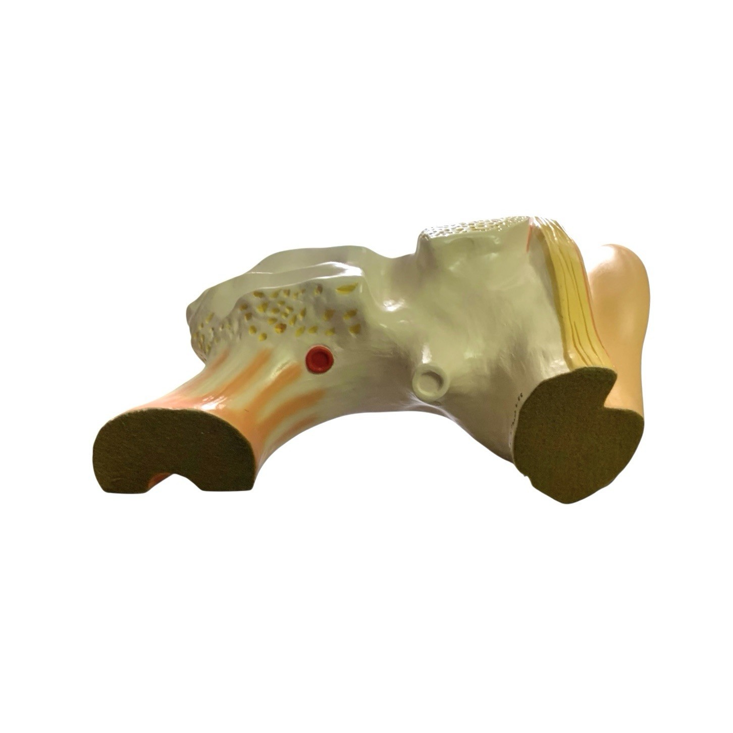 Ear Anatomy Model Signed Dated 1988 Science Medical Decor