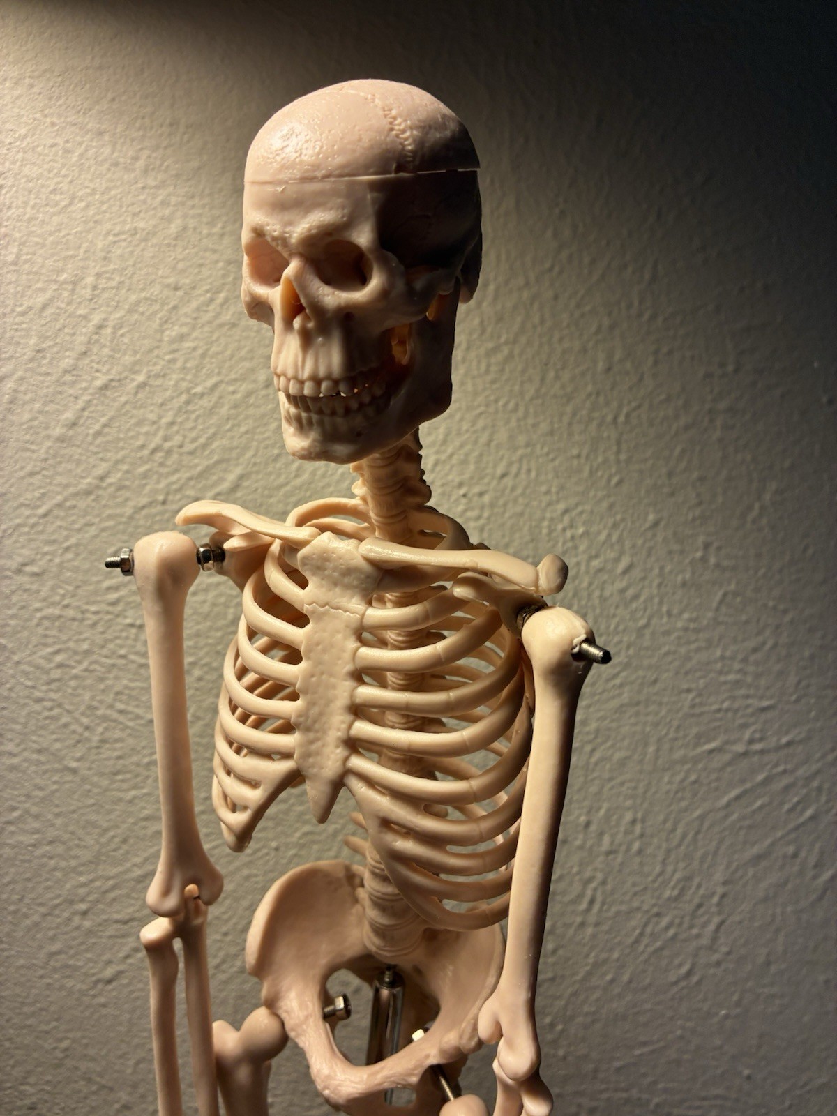 16.5 “ Anatomical Skeleton Model with Movable Arms Ideal for Teaching & Display