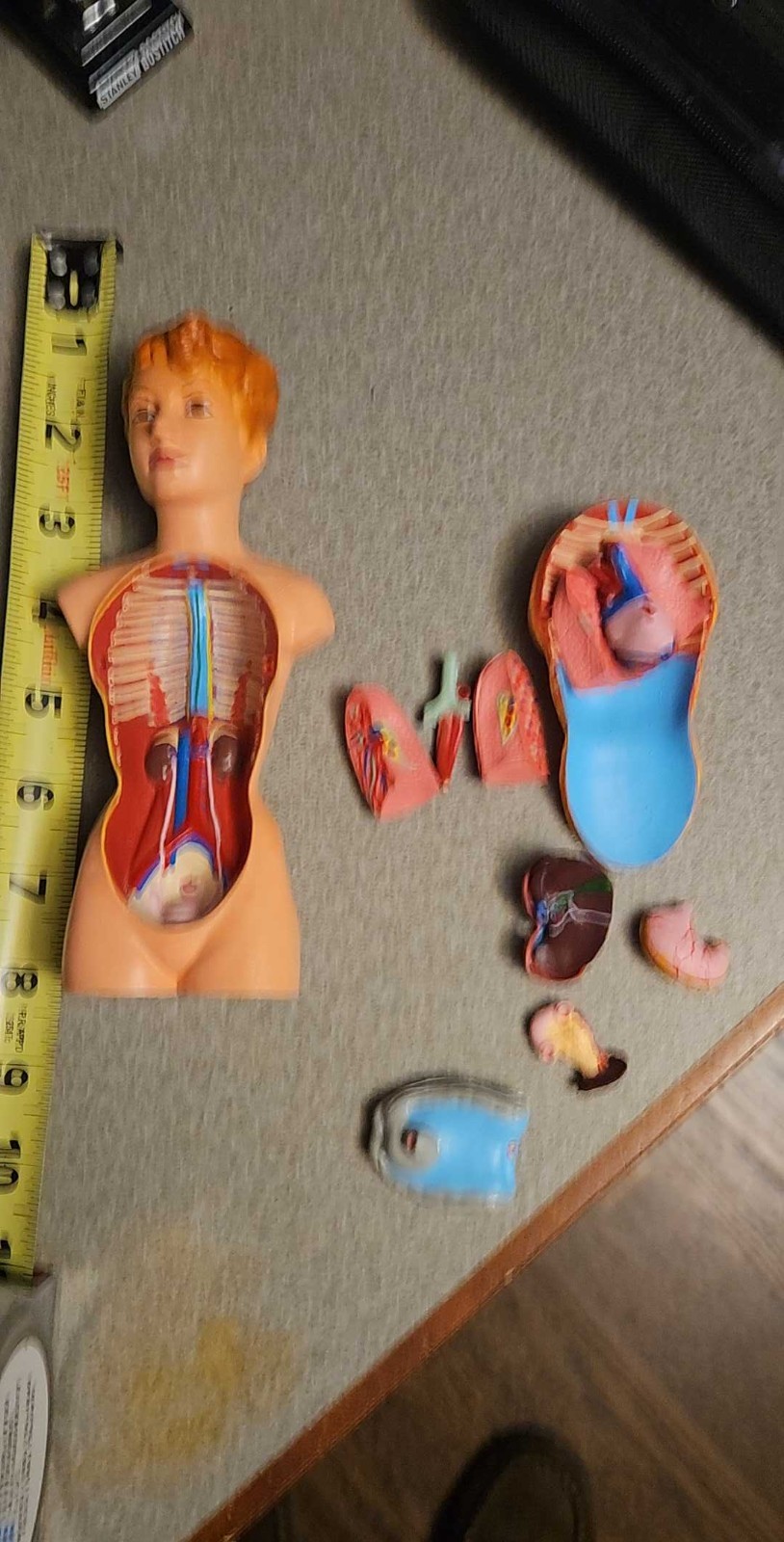 3-D Human WOMAN Anatomical Model 12 Part Doctor’s Office Student Teaching Doll