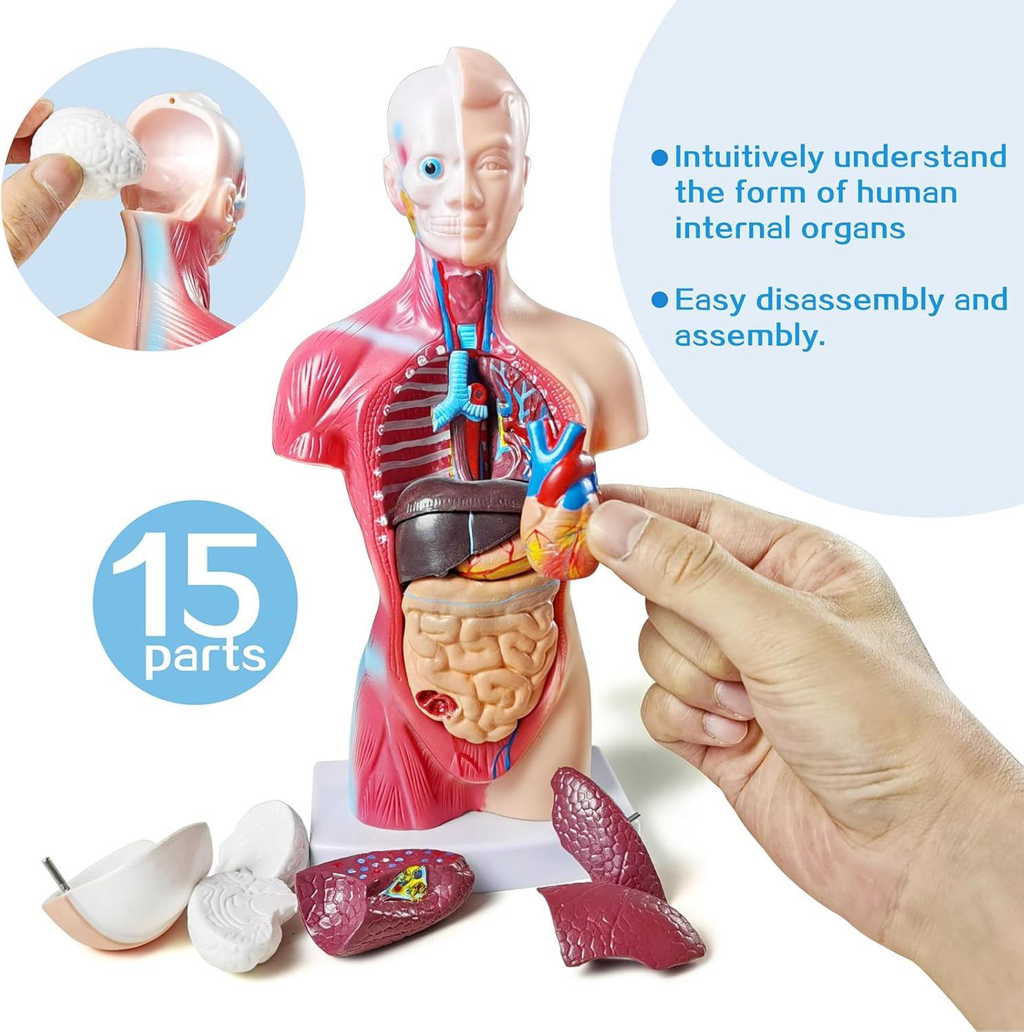 NEW HORIZON Human Anatomy Torso Model 10.5 Inch Anatomical Assembly Model of Hum
