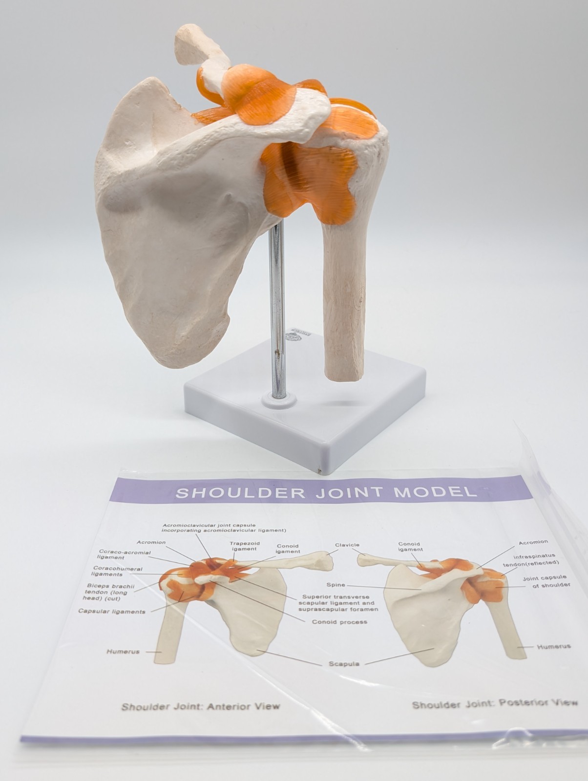 Evotech Scientific Anatomical Shoulder Joint Model