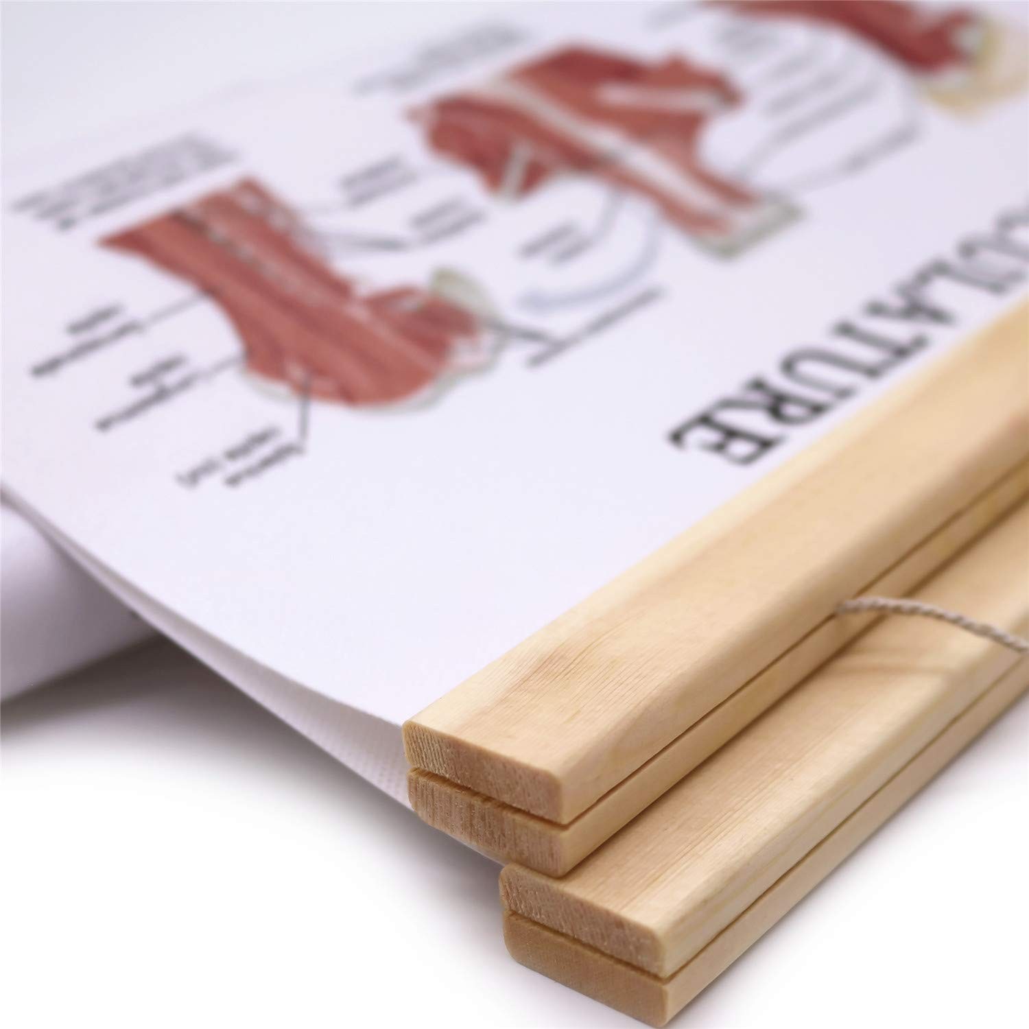 The Human Muscular System Chart Hanging Scroll Frame Canvas Print Human Anato…