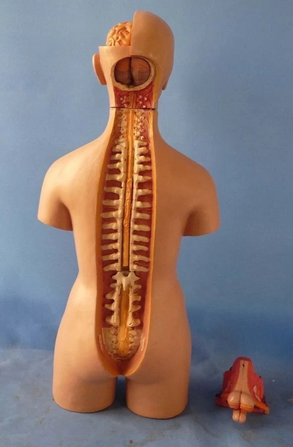 Human Torso 55cm Model Assembled Medical Human Anatomy Body Educational Science-
