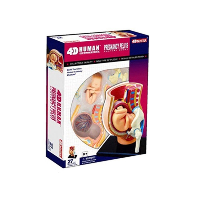 Human Pregnant Pelvis Section Model with Pregnancy 9 Months Baby Fetus Model
