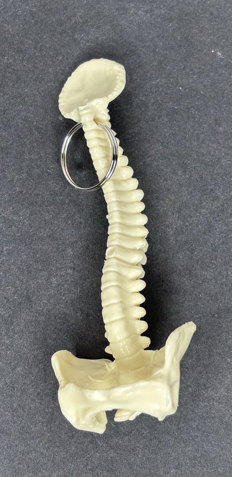 Lot 47 Human Spinal Column Key Rings Plastic Spine Pelvis Chiropractic Halloween