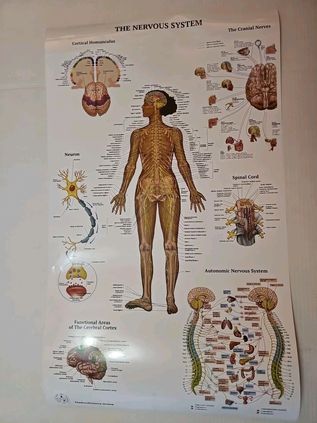 The Nervous System – 2 Sided Medical Poster 29.5″ x 17.5″ In. The Art Of Science