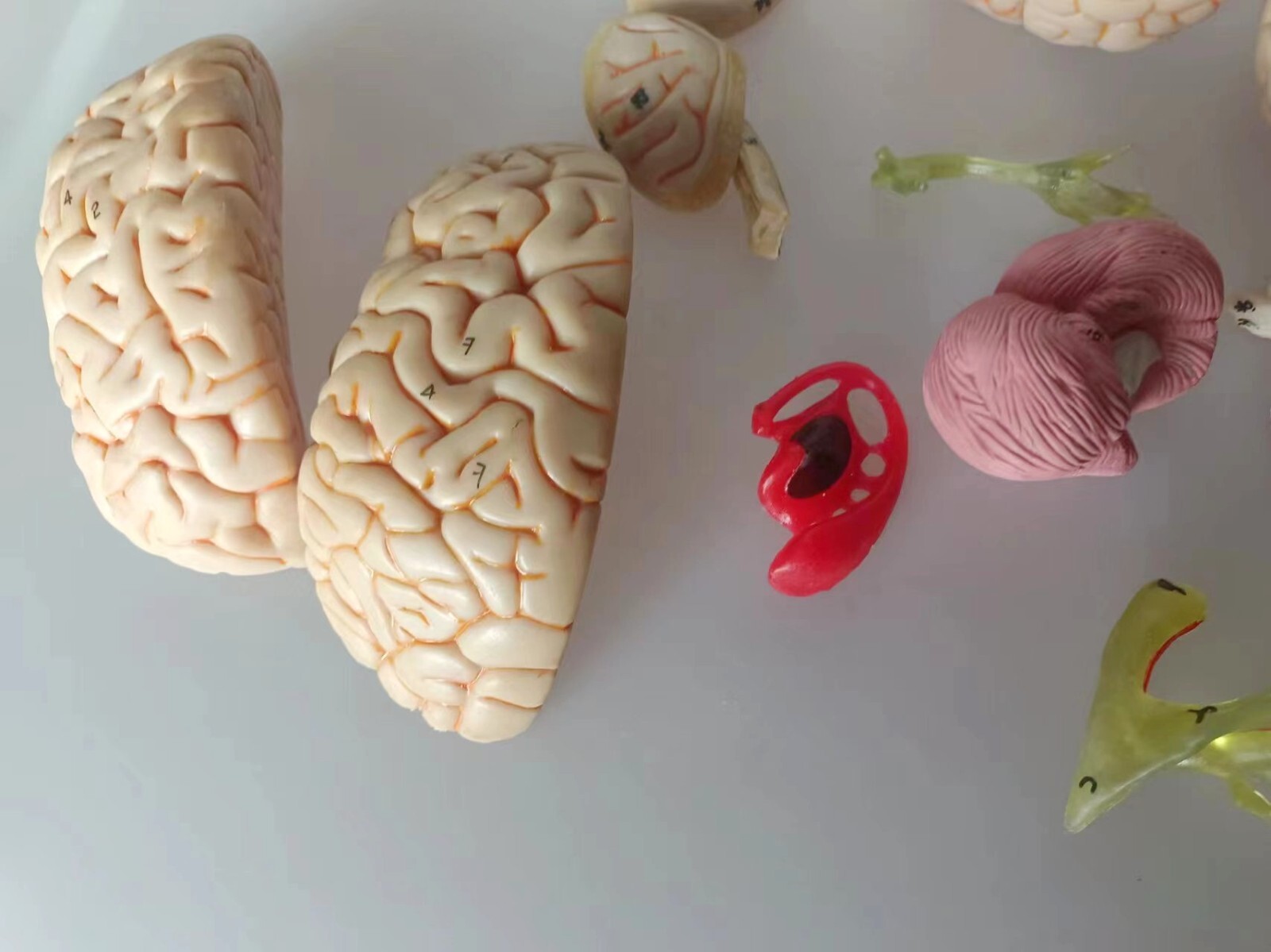 1:1 Size Human 15 Parts Brain Model Medical Anatomy With 58 Digital Indication