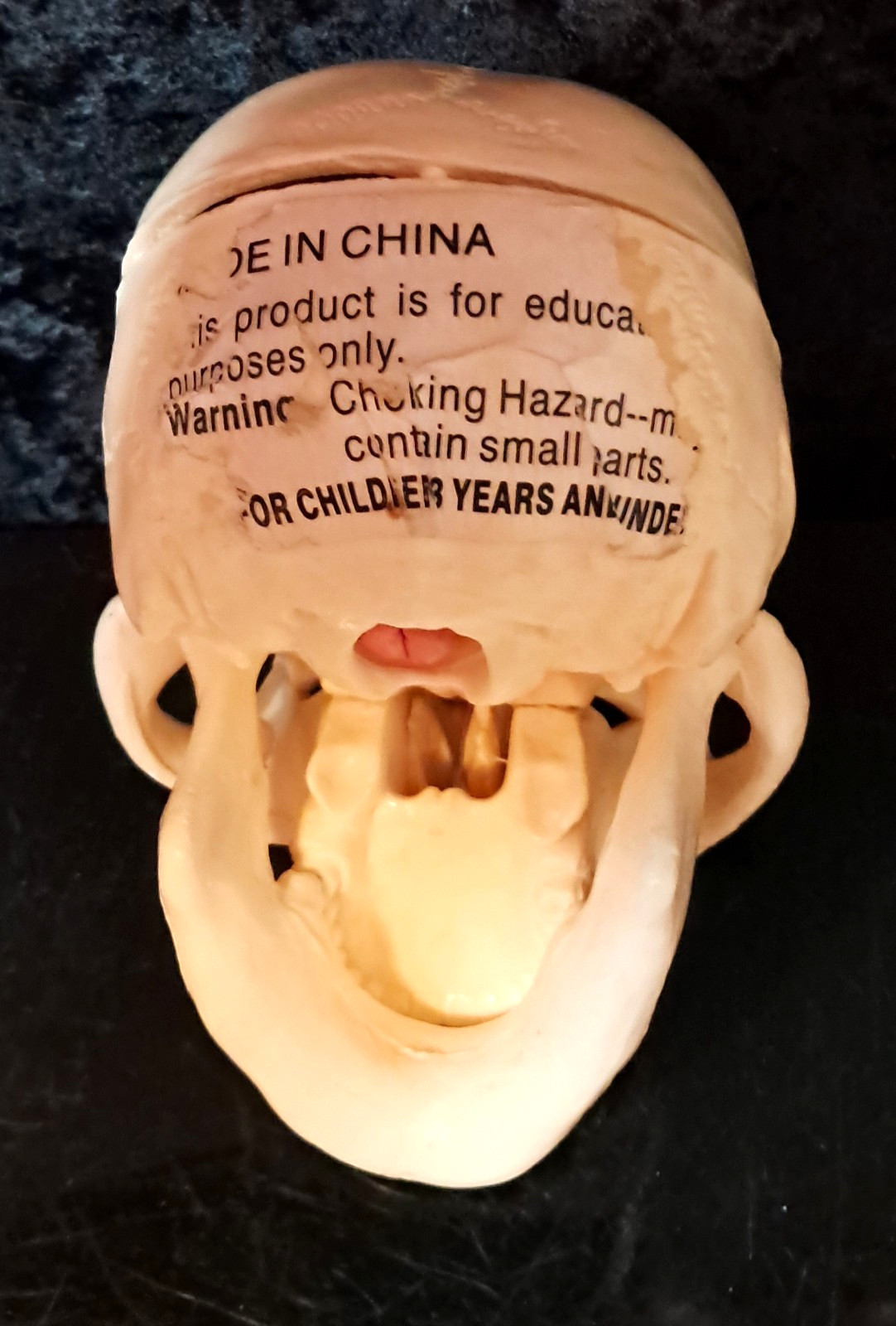 Vintage 4″x4″x4″ Heavy Plastic Human Skull & Brain Anatomical Teaching Model