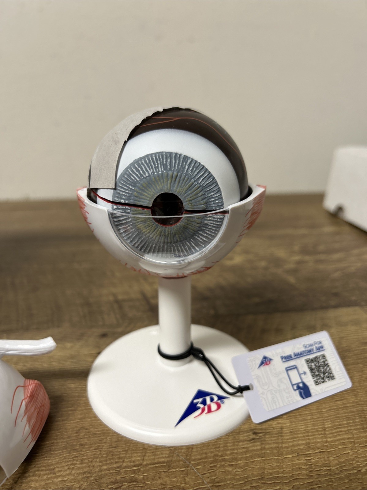 3B Scientific Human Eye Model, 3 times Full-Size, 6 part (GERMANY)