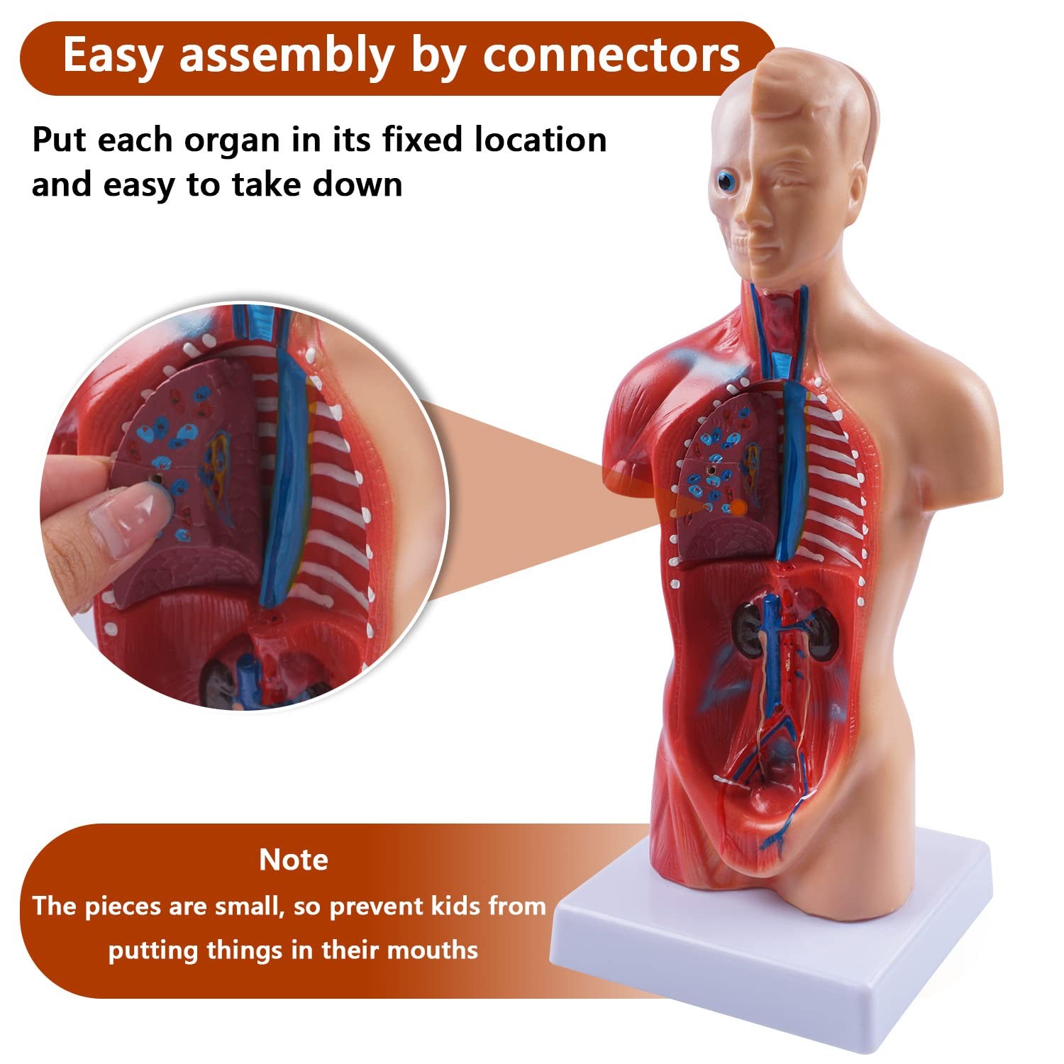 10.5inch Medical Torso Human Body Model Anatomy Doll 15 Removable Parts Educa…