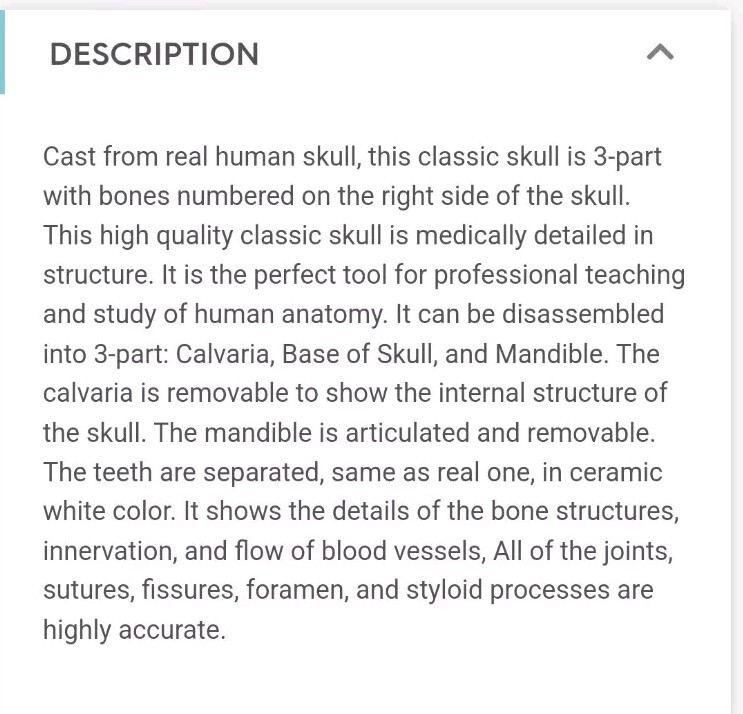 *LIFE SIZE HUMAN MODEL SKULL*MEDICAL TEACHING SKELETON HEAD*HALLOWEEN PROP*