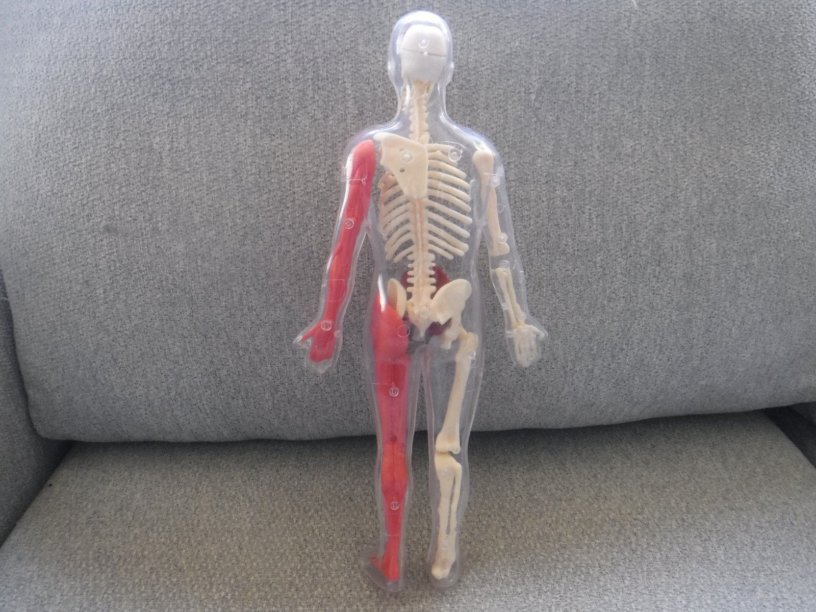 Human Body Anatomy Model 13″ Invisible Man Skeleton heart brain muscles lungs