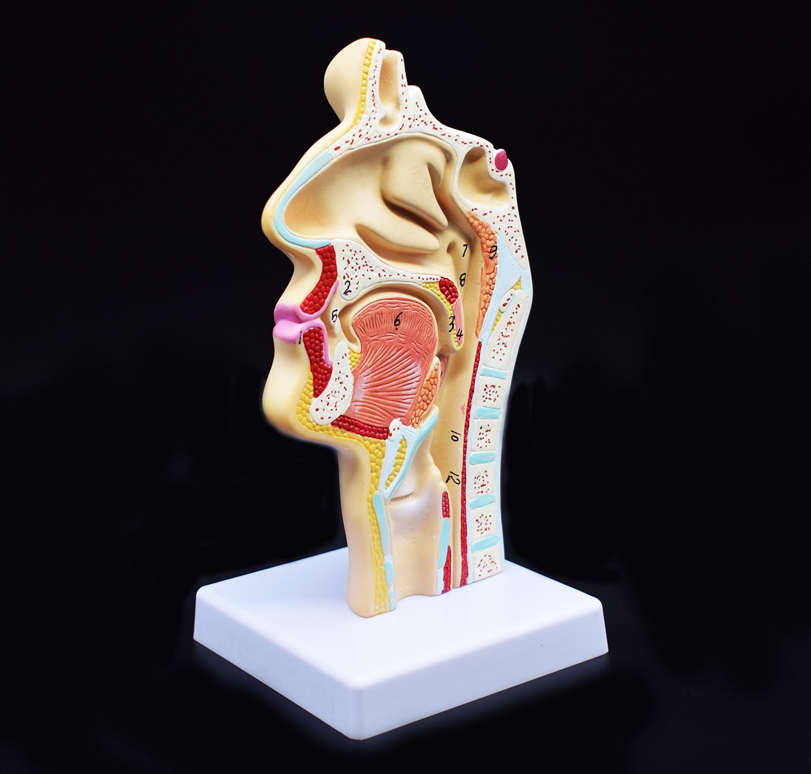 Human Anatomical Nasal Cavity Throat Anatomy Model For Science Classroom Stud…