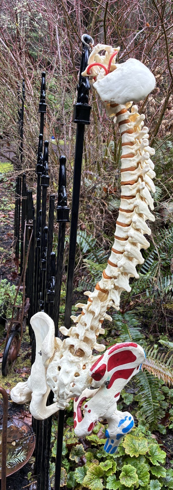 mcm 1960’s vintage medical school university 36″ scoliosis SPINE model~Halloween