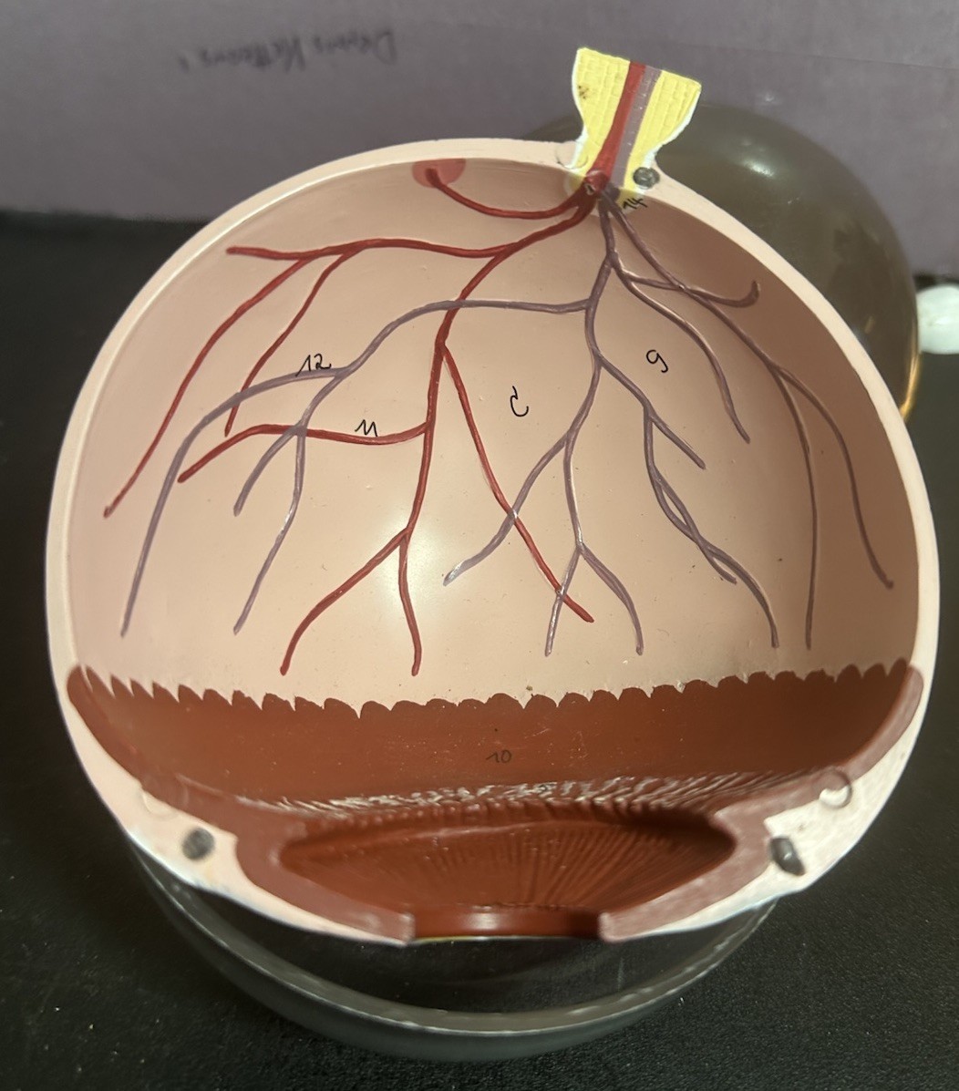 Vintage Scientific Human Eye Anatomical Model Human Eye Model