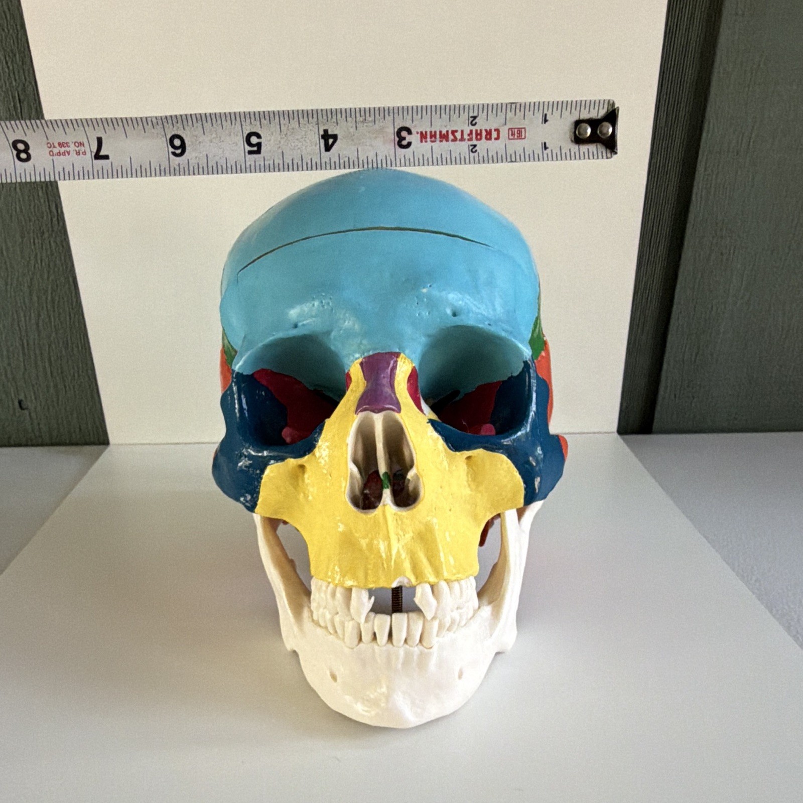 Life Size Colorful Human Skull Model Anatomical Anatomy Medical Teach Skeleton