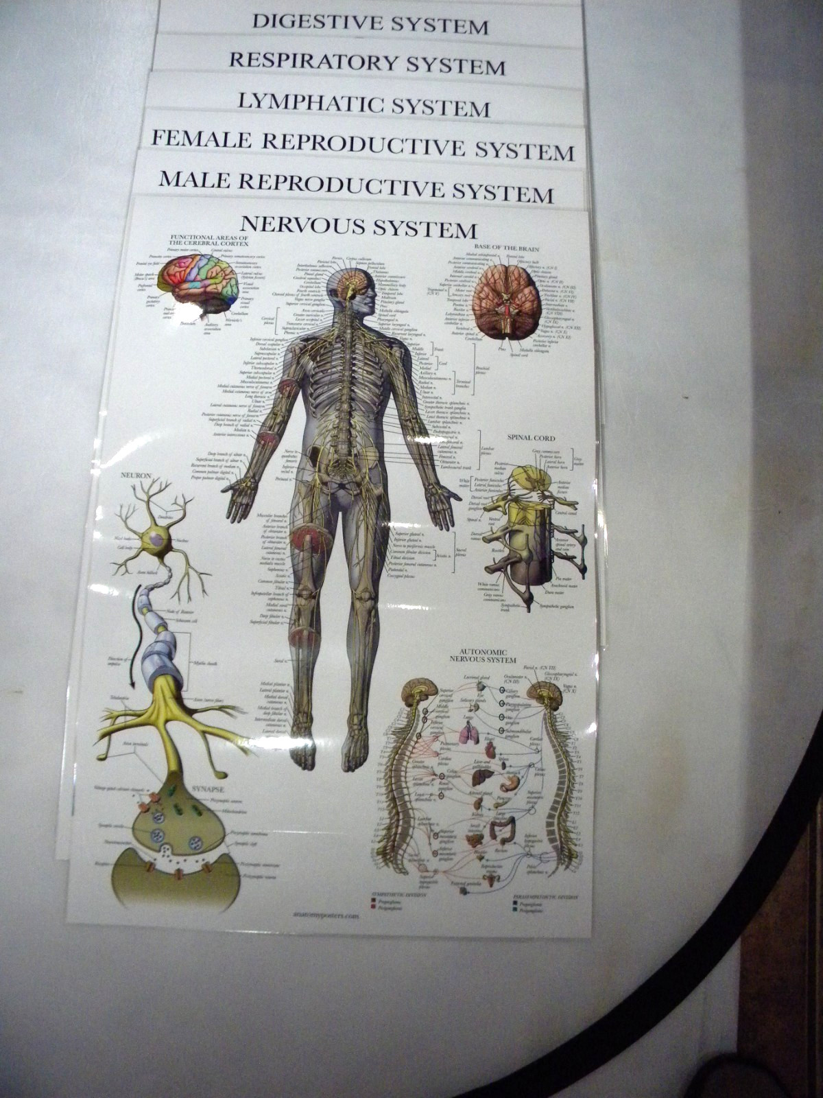 Anatomy Poster Set of 10 Double Sided Laminated 17.5″x26″