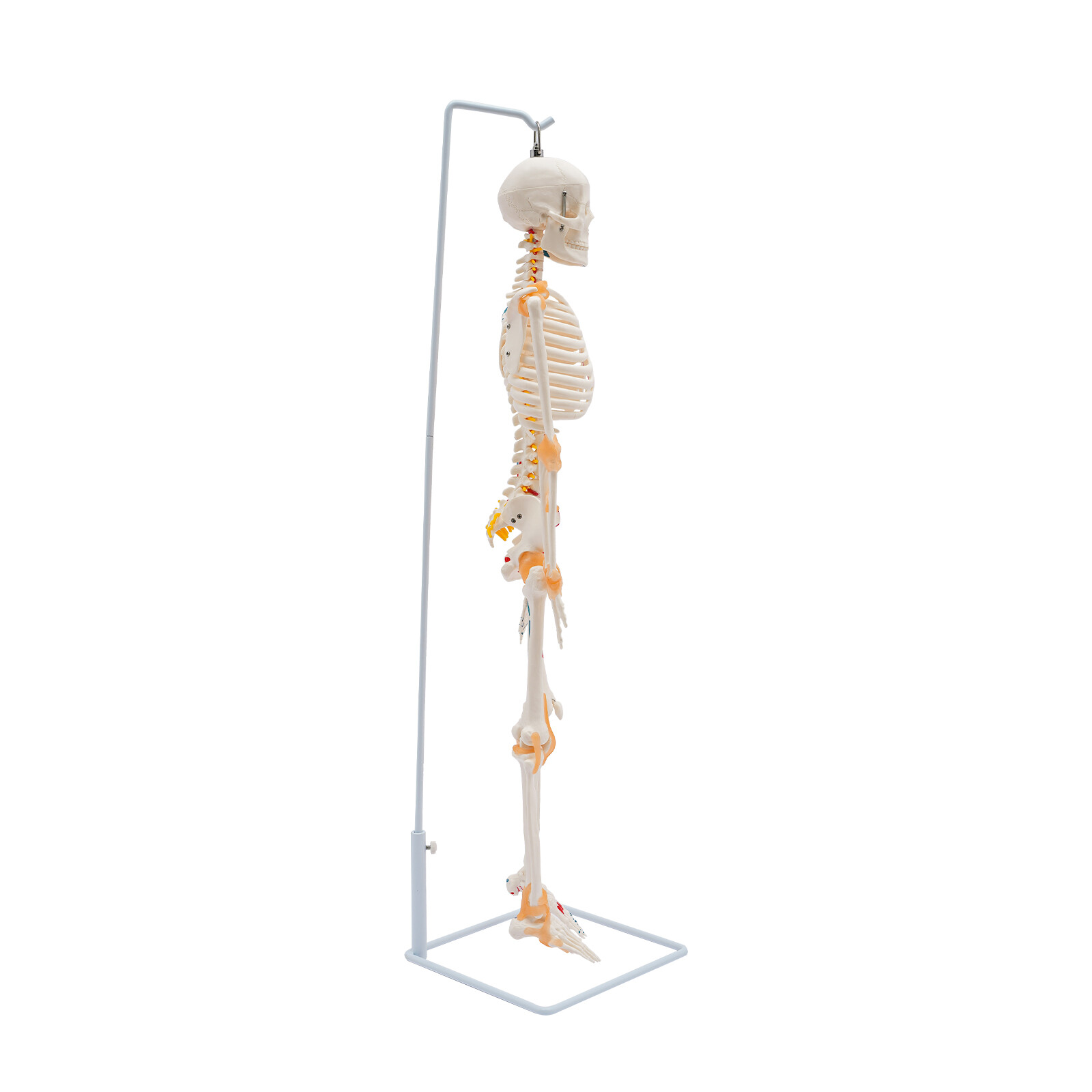 34″ Half Life Size Human Skeleton Model For Doctors’ Office or Anatomy Classroom