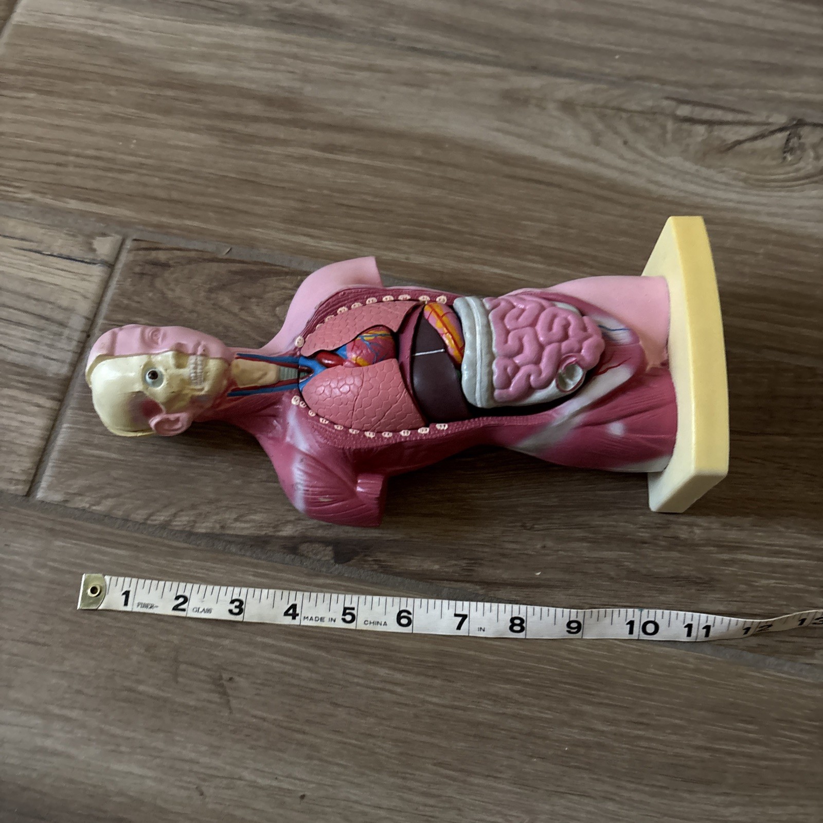 Medical Anatomical Human Torso Body Model Anatomy Internal Organ Teaching Mold