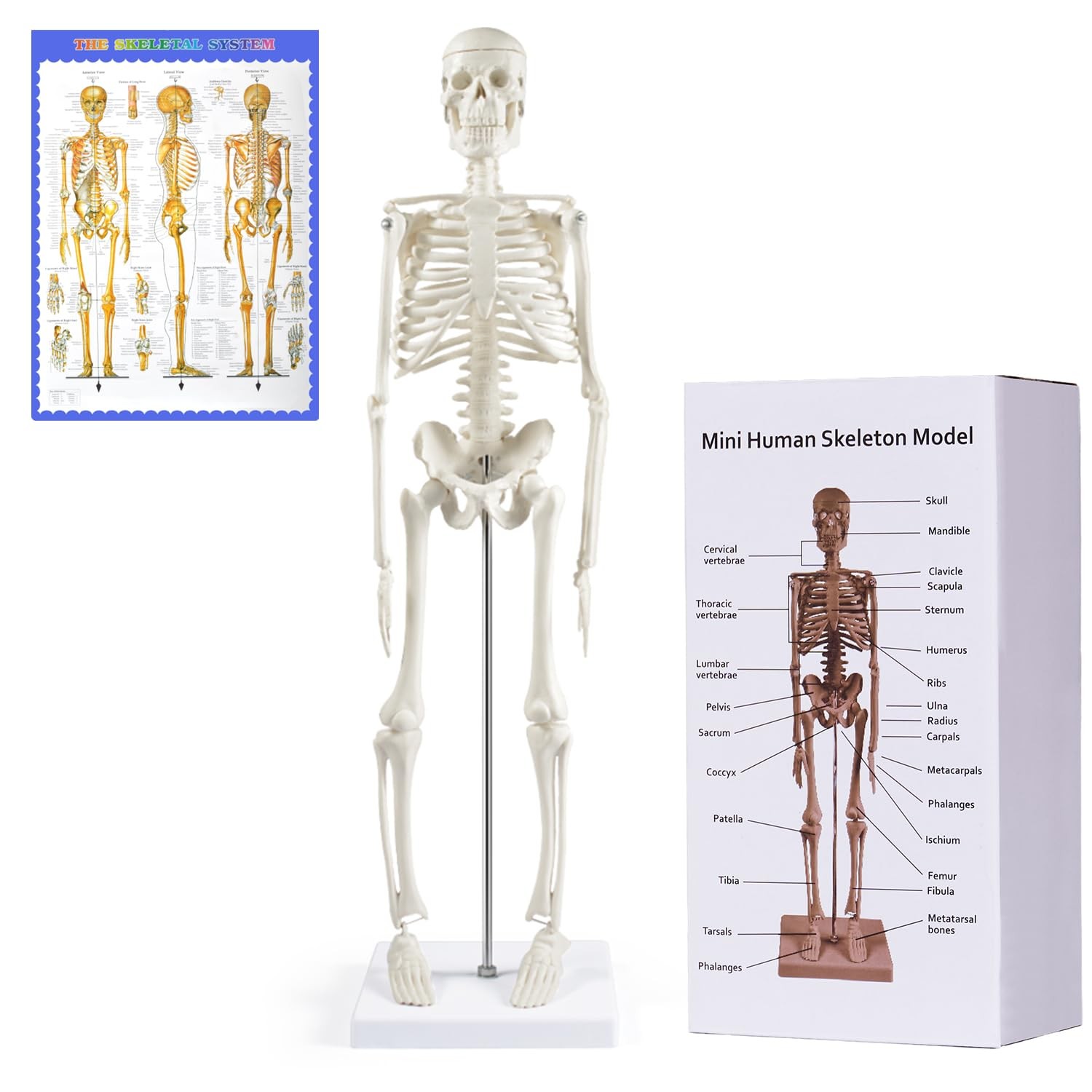 NLShan Human Skeleton Model for Anatomy: 17.7 Inches skeleton model