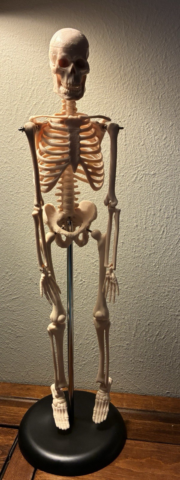 16.5 “ Anatomical Skeleton Model with Movable Arms Ideal for Teaching & Display