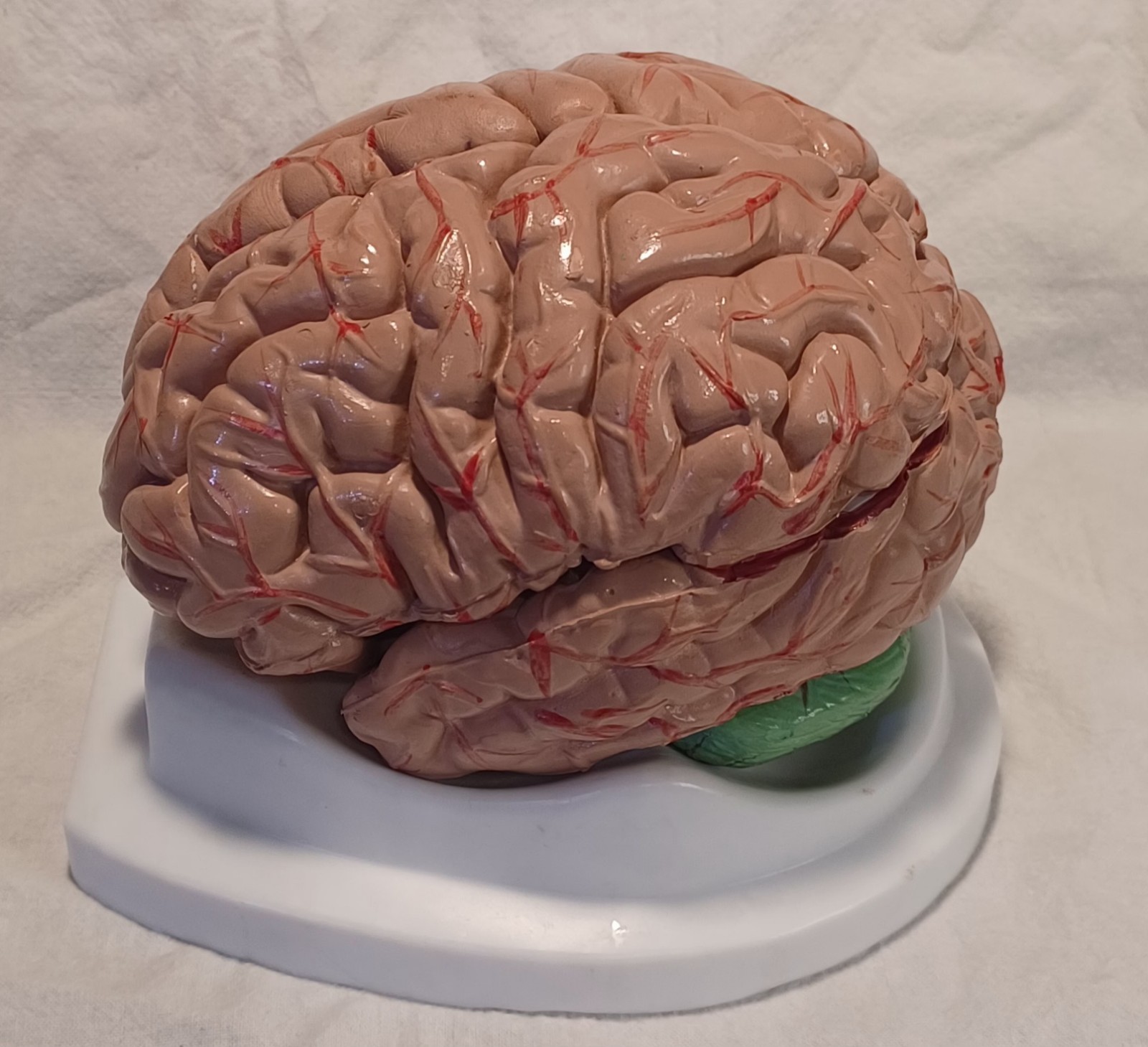 Human Brain Anatomically Sized Model Teaching Study Display Medical Science -Z