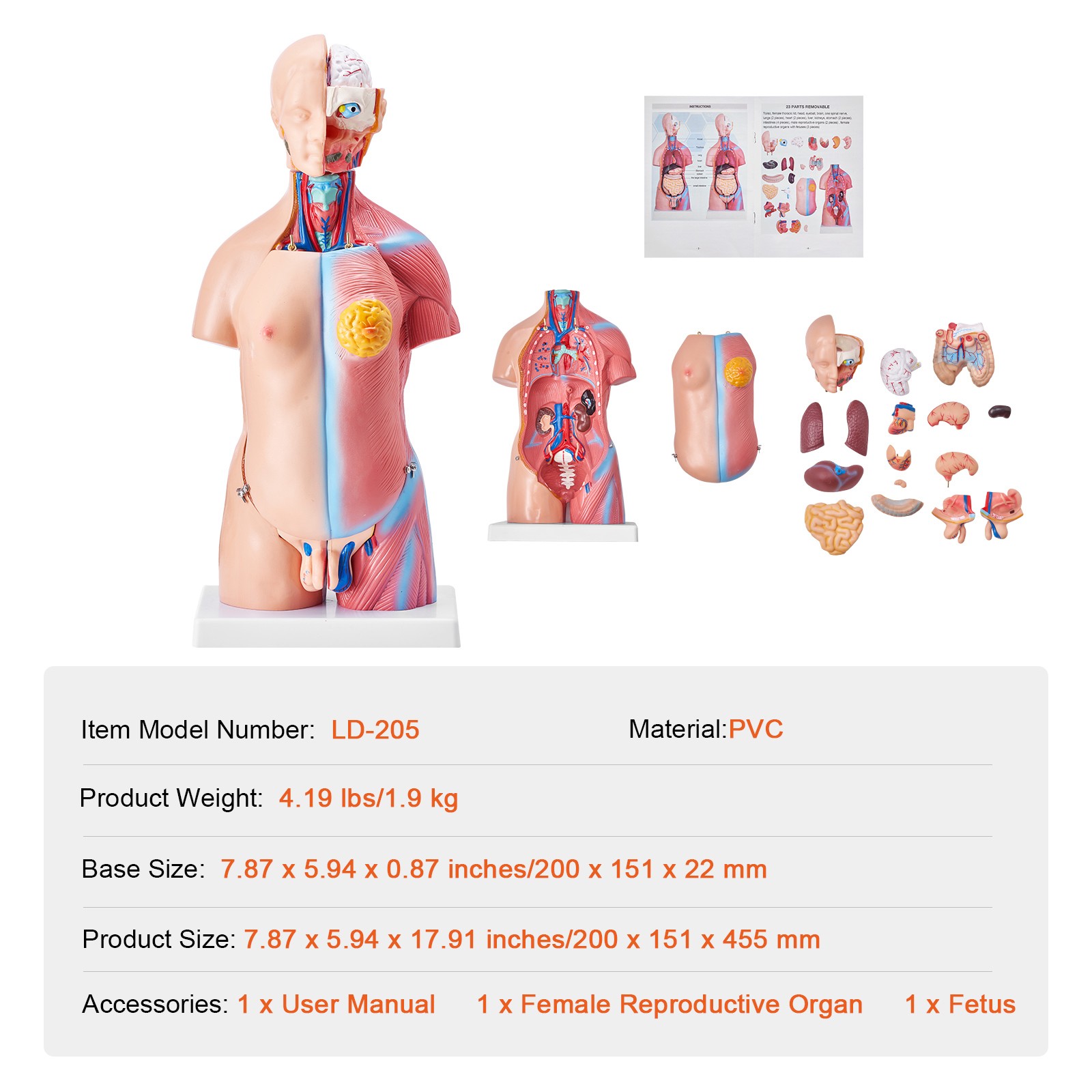 VEVOR Anatomical Human Torso Body Model Anatomy Internal Organ 18″ 23 Parts