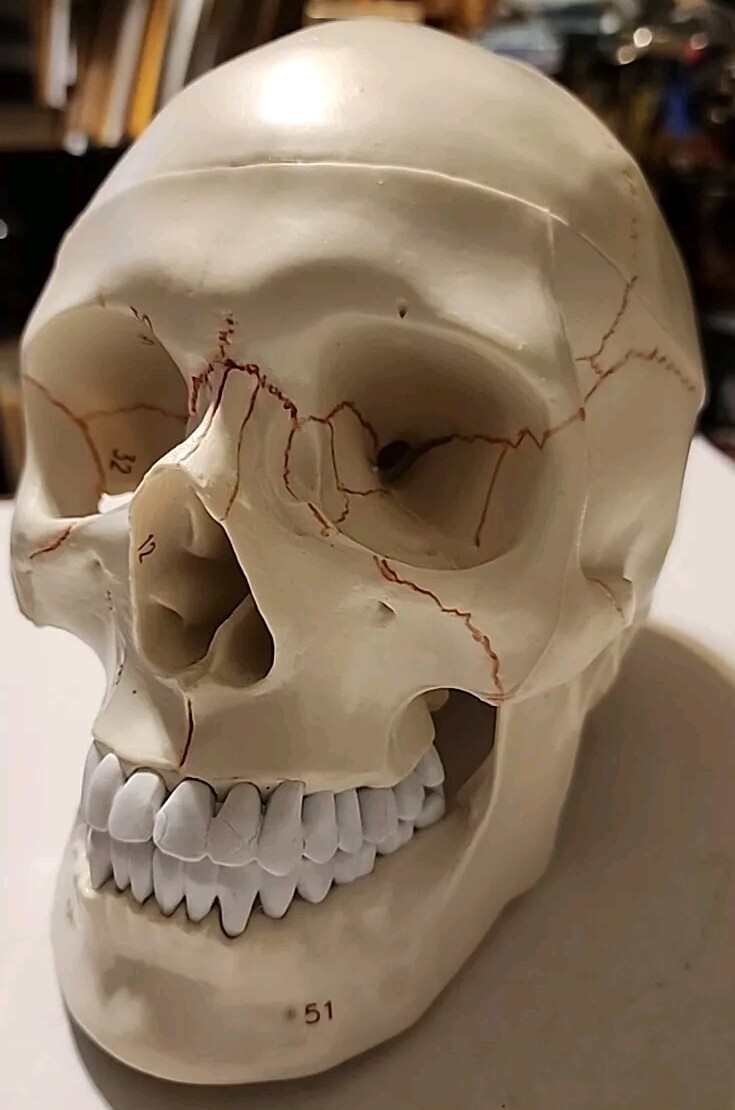 *LIFE SIZE HUMAN MODEL SKULL*MEDICAL TEACHING SKELETON HEAD*HALLOWEEN PROP*