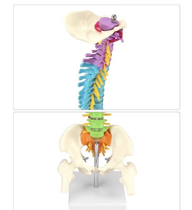 18″ Flexible Human Spine Model w/ Spinal Nerves Pelvis & Thighs Colored Teaching