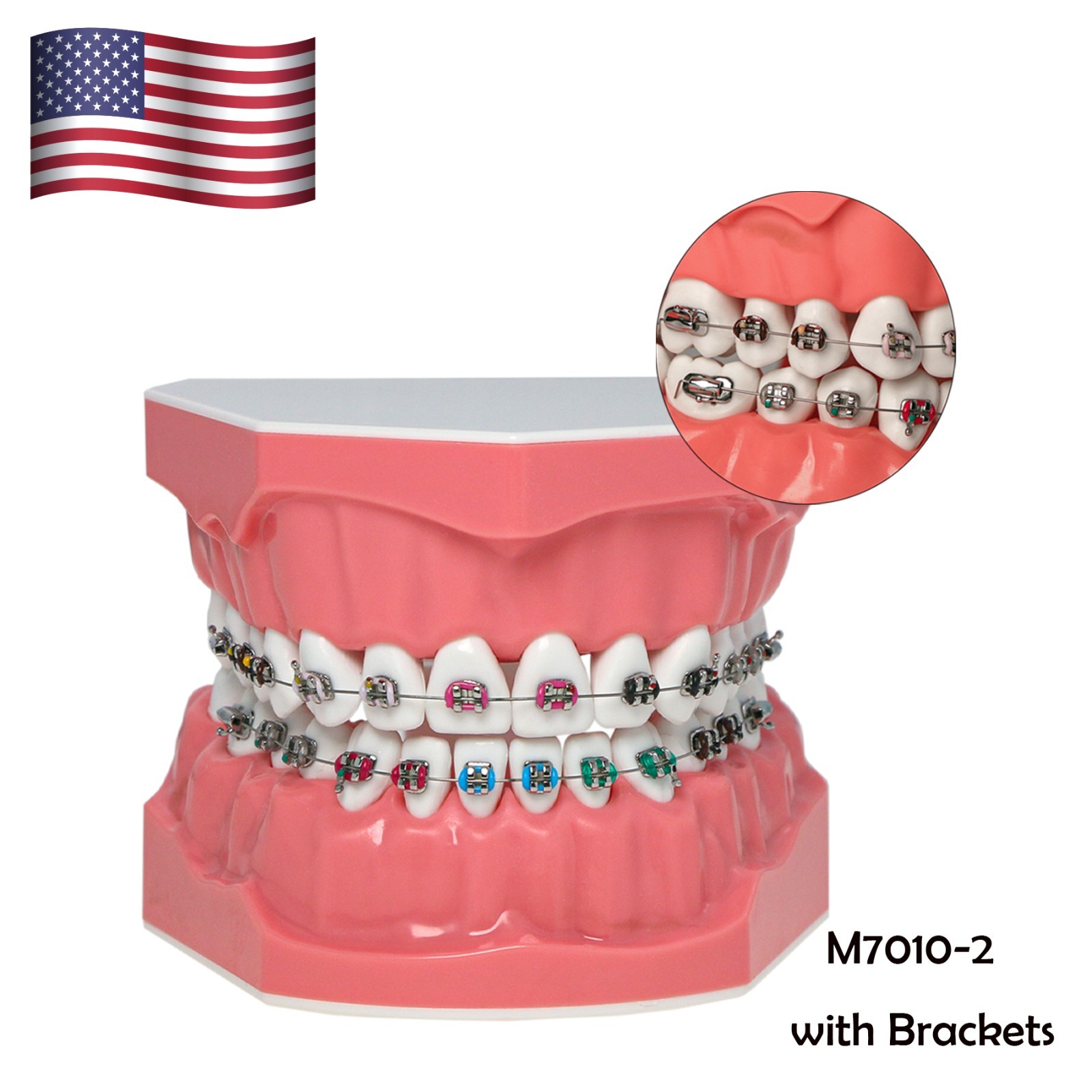 Dental Teeth Model Orthodontic Metal Bracket Tube Teach Typodont Demonstration