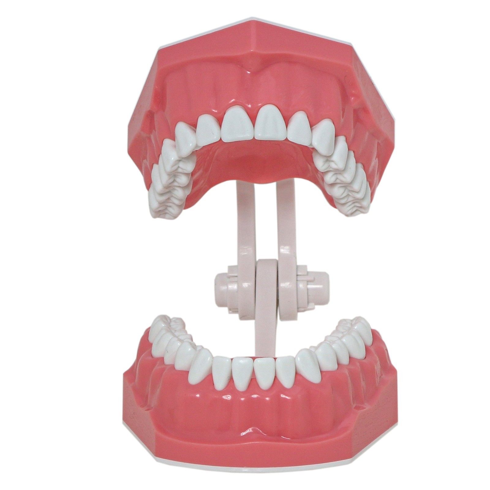 US Dental Teeth Typodonts Model Brushing Flossing Practice Mode Anatomic Teach