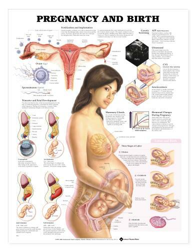 PREGNANCY Laminated Wall Chart 20″ x 26″ Classroom/Professional LFA #99981