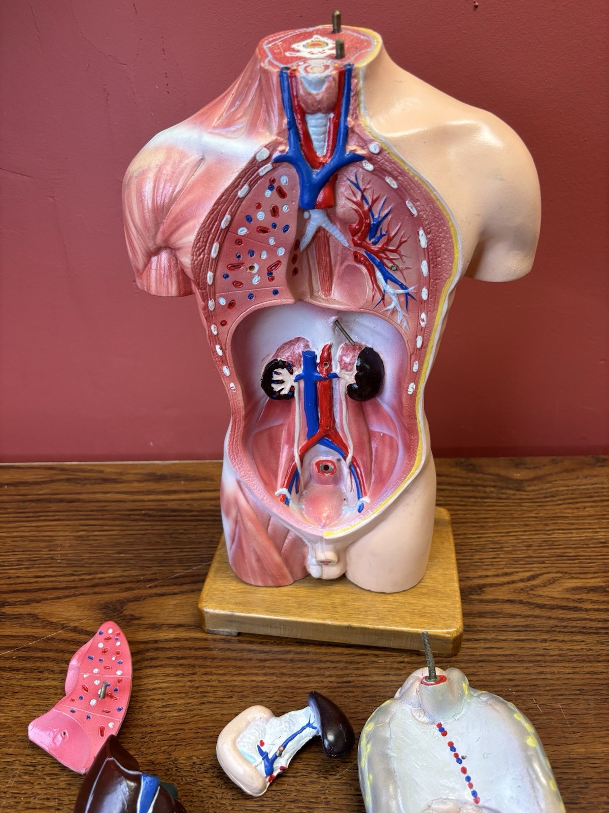 Vintage Human Anatomy Torso Model 13.5” Medical Teaching Display Missing Parts