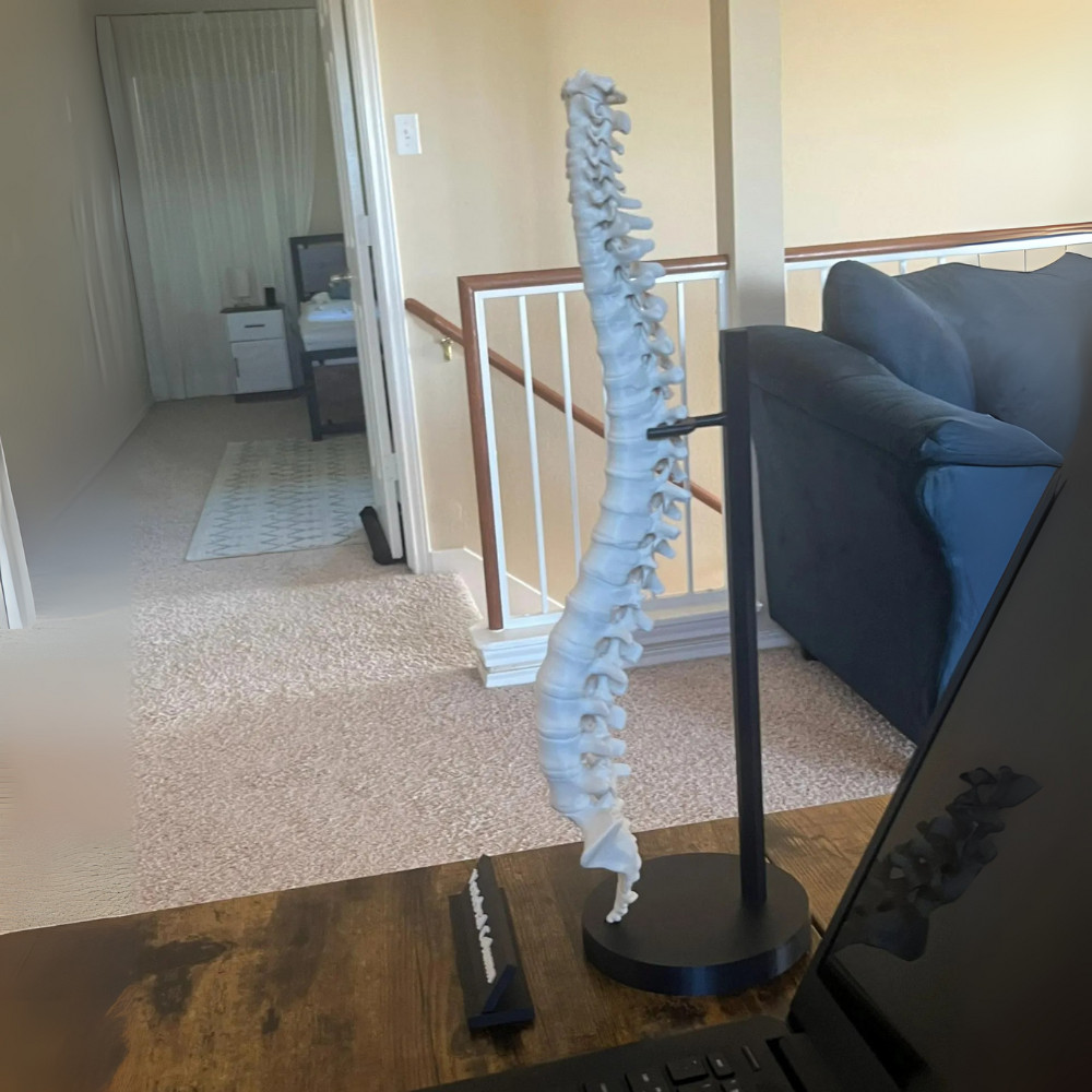 Spine Anatomical Model – Vertebral column Replica, Desk art for chiropractors