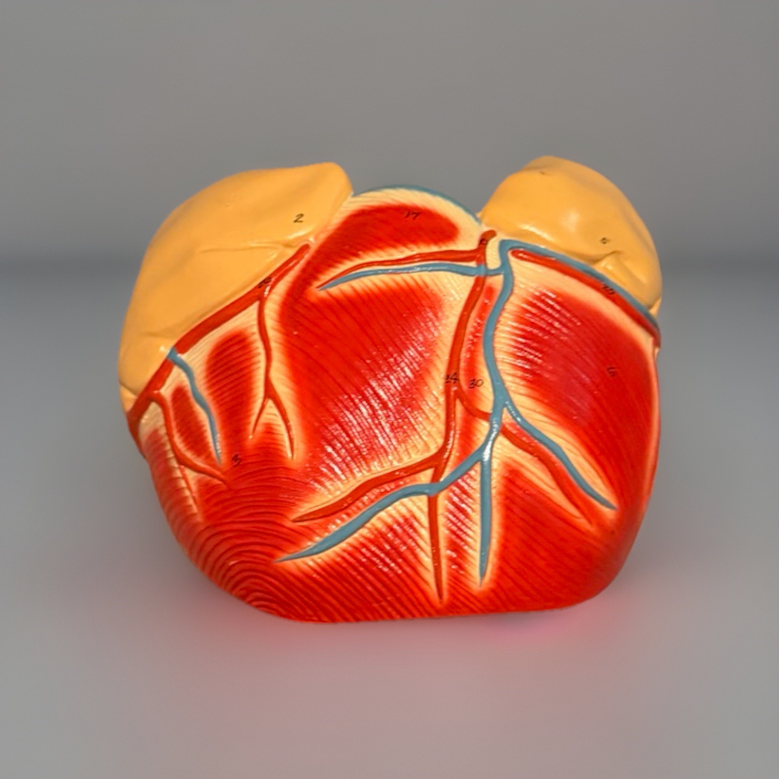 Anatomical Human Heart Model Medical Teaching Anatomy Classroom Study Aid