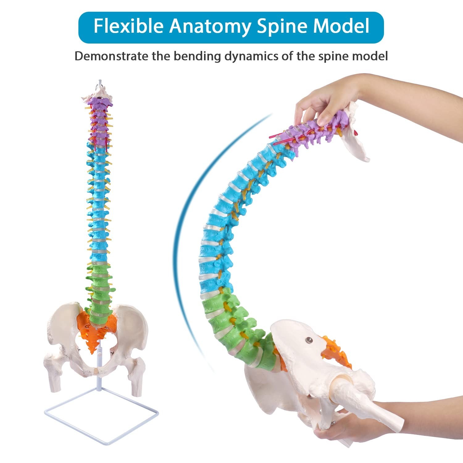 Flexible Spine Model, 34.6” Life Size Human Spinal Cord Anatomical Model wit…